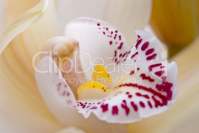 Orchid flower close-up, selective focus