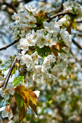 Almond tree with blossoms