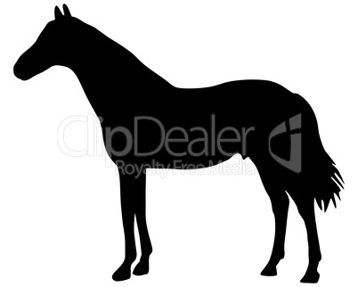 Pferd Silhouette