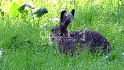 Rabbit - Bunnie - Leporidae