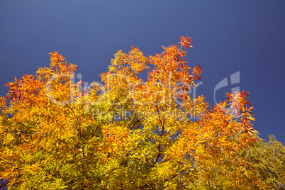 Bright autumn foliage