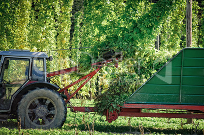 Truck harvesting the Hop