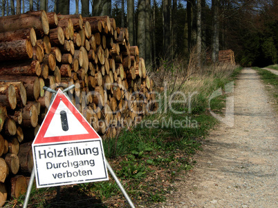 Holzfällung