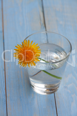 Löwenzahn in ein Glas mit Wasser