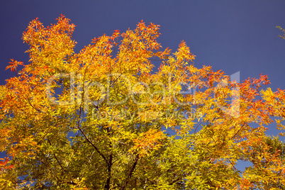 Bright autumn foliage