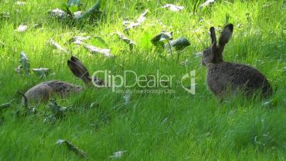 Rabbit - Bunnie - Leporidae