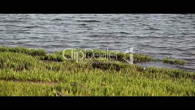 Grass near water