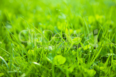 Green grass, shallow depth of field