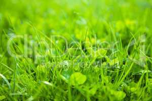 Green grass, shallow depth of field