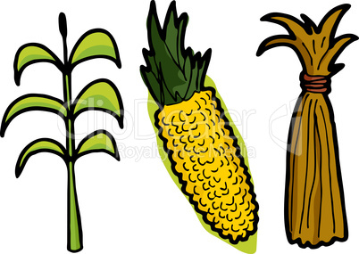 Corn in Three Stages