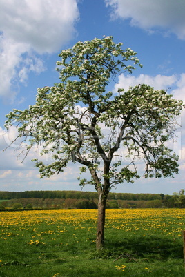 Blühender Birnbaum