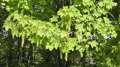 Sycamore - Acer pseudoplatanus