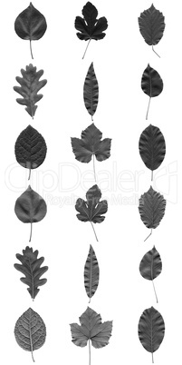 Leaves collage