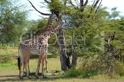 giraffe