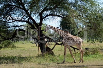 giraffe