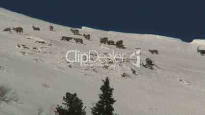 Steinbockherde im Hochgebirge