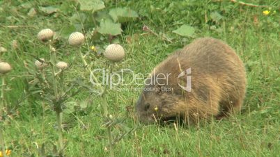 Murmeltier beim Fressen auf Almwiese