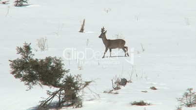 Rehbock läuft über Schnee bedeckten Boden