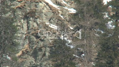 Steinadler fliegt an Bäumen und Felswand vorbei