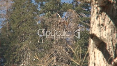 Steinadler im Flug