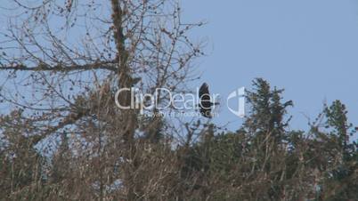 Steinadler im Flug zwischen Bäumen