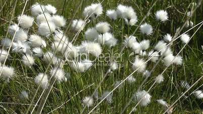 Cotton grass - Eriophorum vaginatum