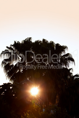 Palm tree silhouette at sunset