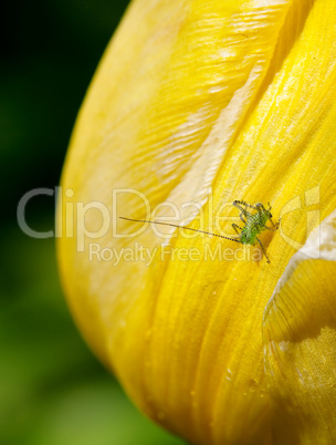 speckled bush cricket baby