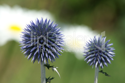 Distel