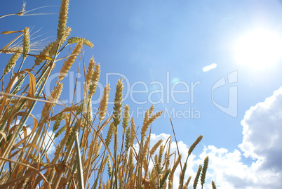 Weizenfeld in der Sommersonne