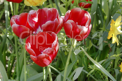 Tulpen