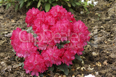 Rosa Rhododendron