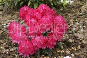 Rosa Rhododendron