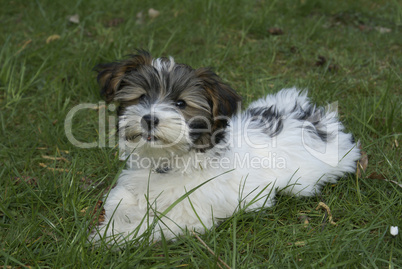 Havanese