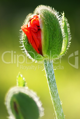 Rote Mohn