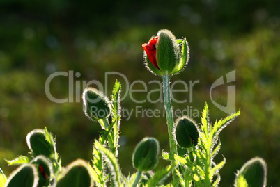 Klatschmohn im Gegenlicht