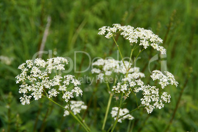 Feldblumen