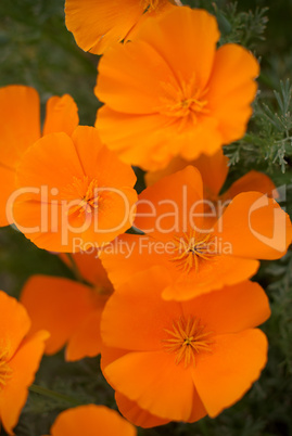 Orange Poppies Field Orange Poppies Field