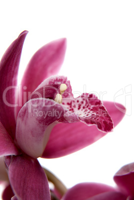 Pink orchid flower close-up