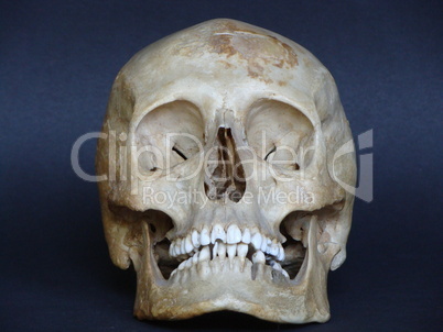 Real human skull