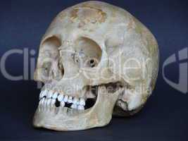 3/4 photo of real human skull