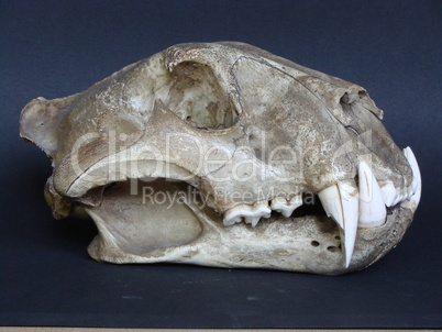lion skull