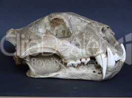 lion skull