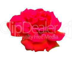 Red rose. Isolated on white background.