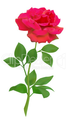 Red vector rose