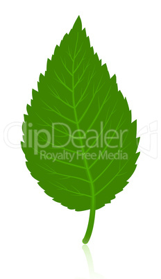 Green simple leave isolated on white