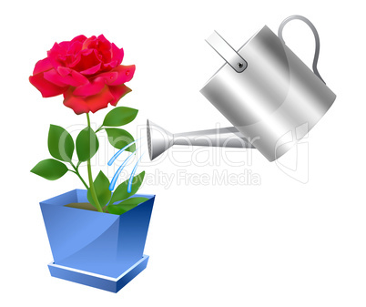 Realistic watering can with rose illustration