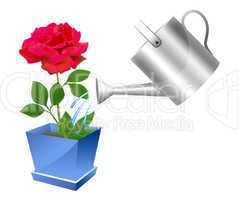 Realistic watering can with rose illustration