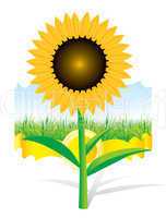 Beautiful vector sunflower background