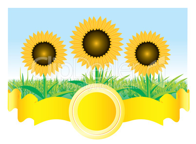 Beautiful vector sunflower background